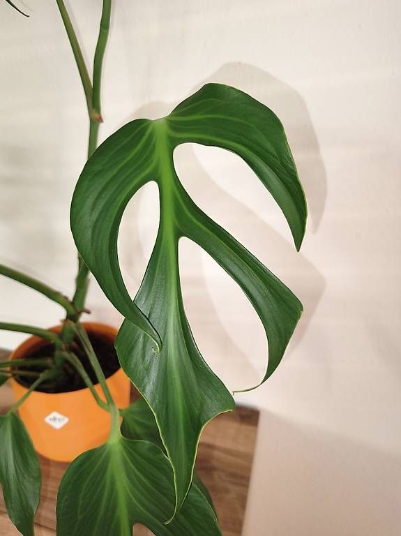 Pflanzen & Samen: Monstera burle marx flame – Gebraucht aus Kaisten von lys_zzy8 1