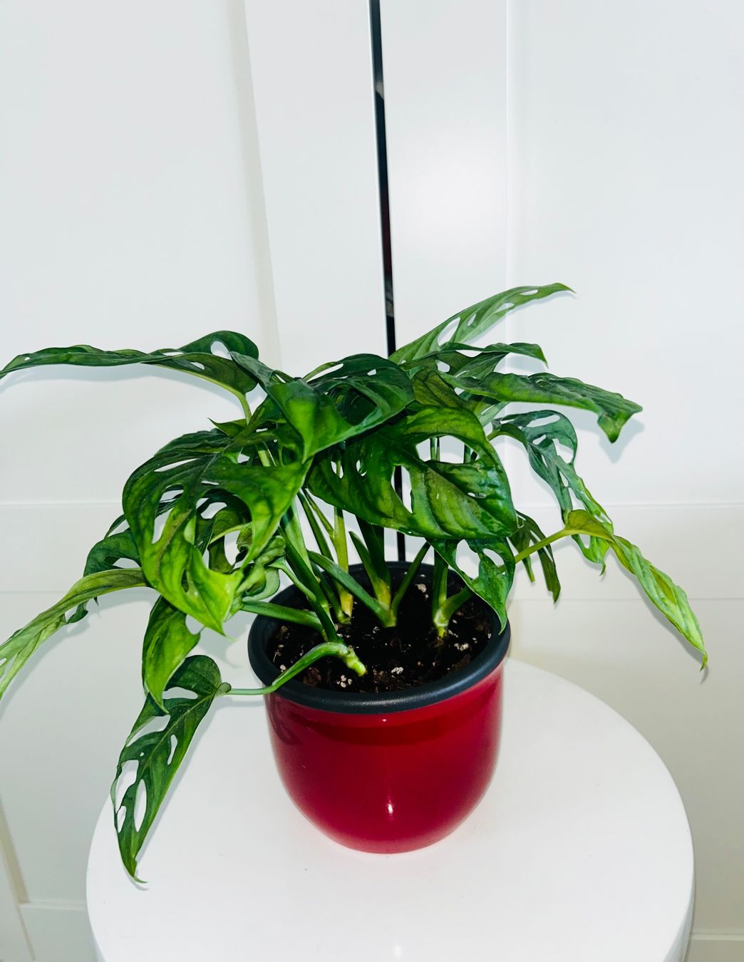 Plantes & graines: Monstera 'Monkey Leaf Monstera adansonii & ceramic cache pot – D'occasion à Kilchberg ZH par malibubeach 2
