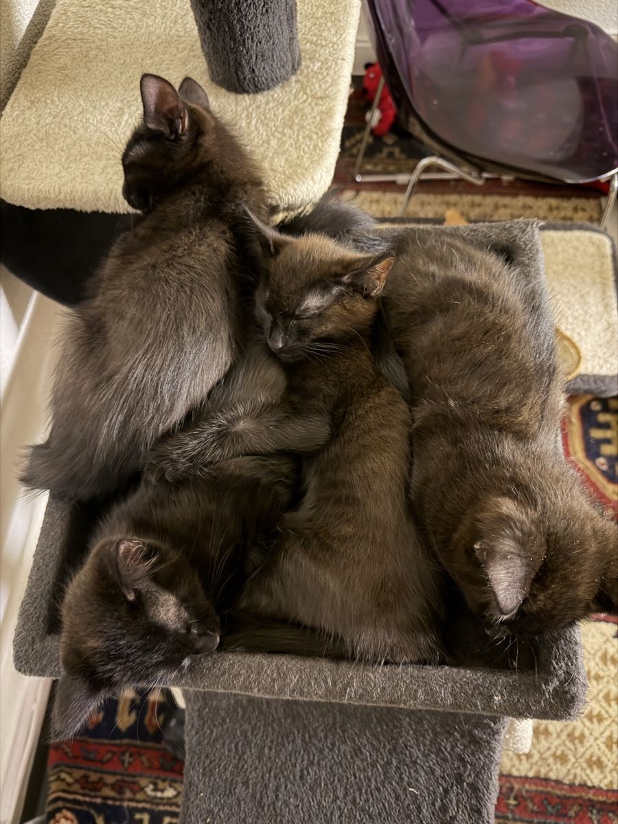 Nourriture: Katze – D'occasion à Steinach par fer_vsk8