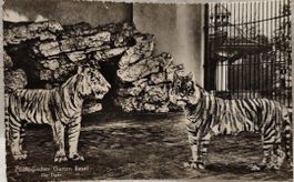 BASEL  -   Zoologischer Garten -  Die Tiger