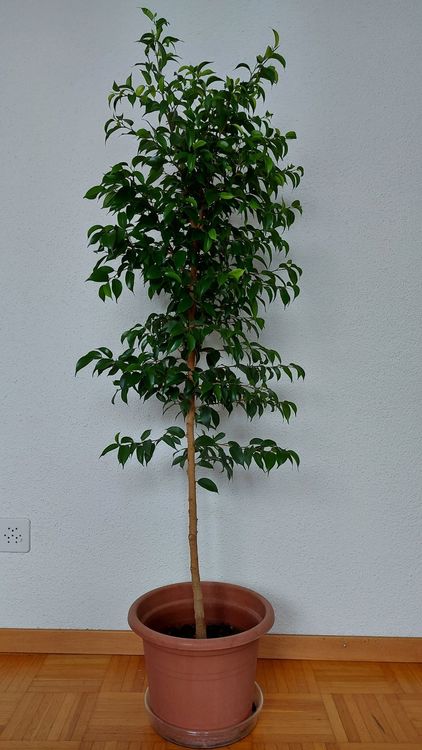 Zwei Benjamin Bäume 145cm Kaufen auf Ricardo