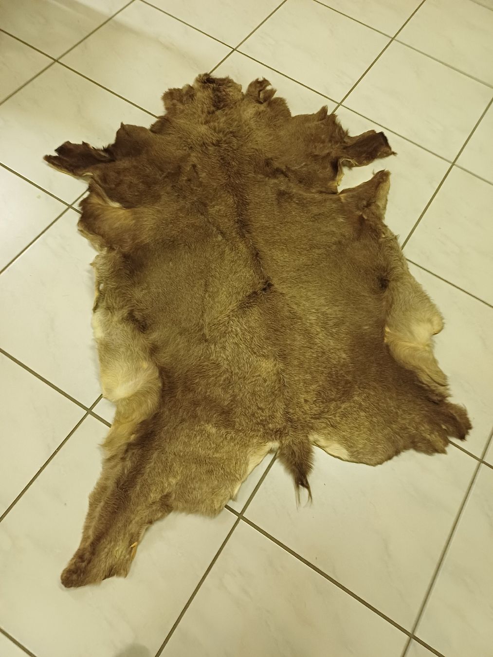 Welt der Tiere: Echtes Tierfell – Gebraucht aus Thun von Joeggu312