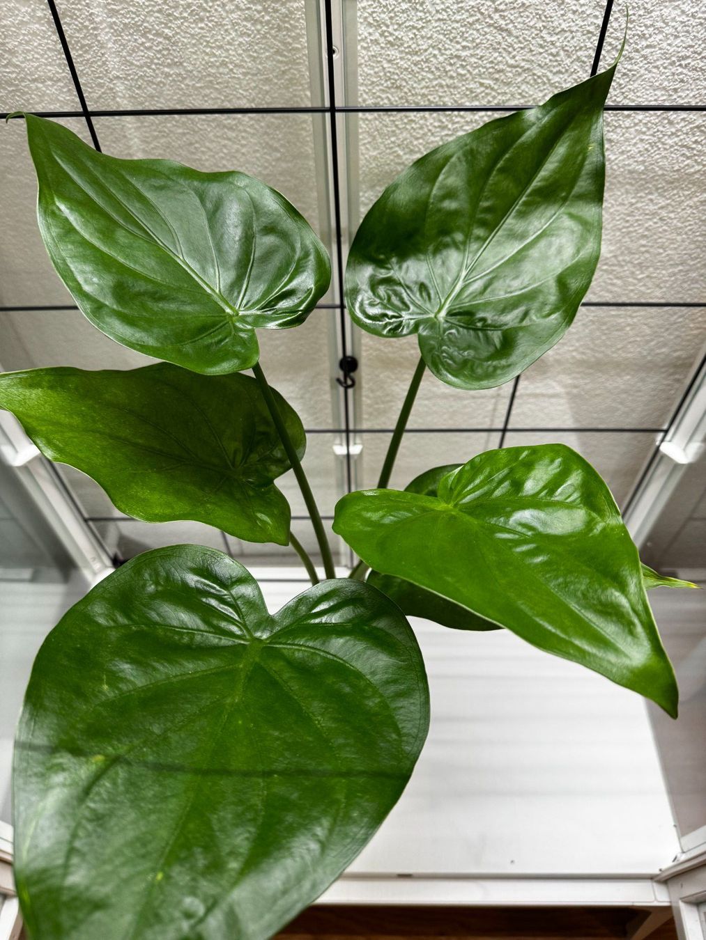 Piante & sementi: Alocasia Cucullata Rhizom - 4 – Usato da Reitnau venduto da Emma-verkauft 2