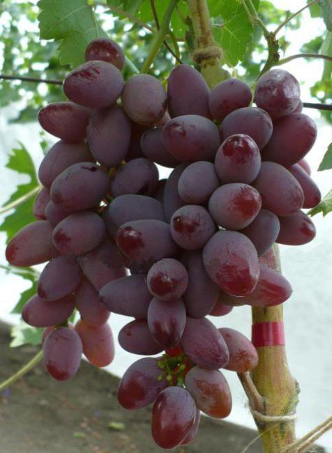 Piante & sementi: Vigne - Raisin de collection RASPBERRY SUPER  (PLANT) – Nuovo (secondo la descrizione) da Bremblens venduto da FIBONACCI369
