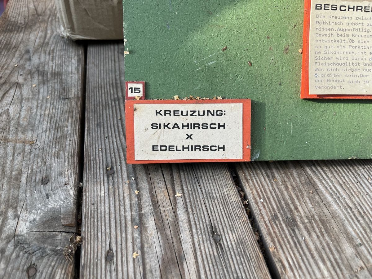 Welt der Tiere: Geweih.. – Gebraucht aus Hergiswil LU von DragonMaister 1