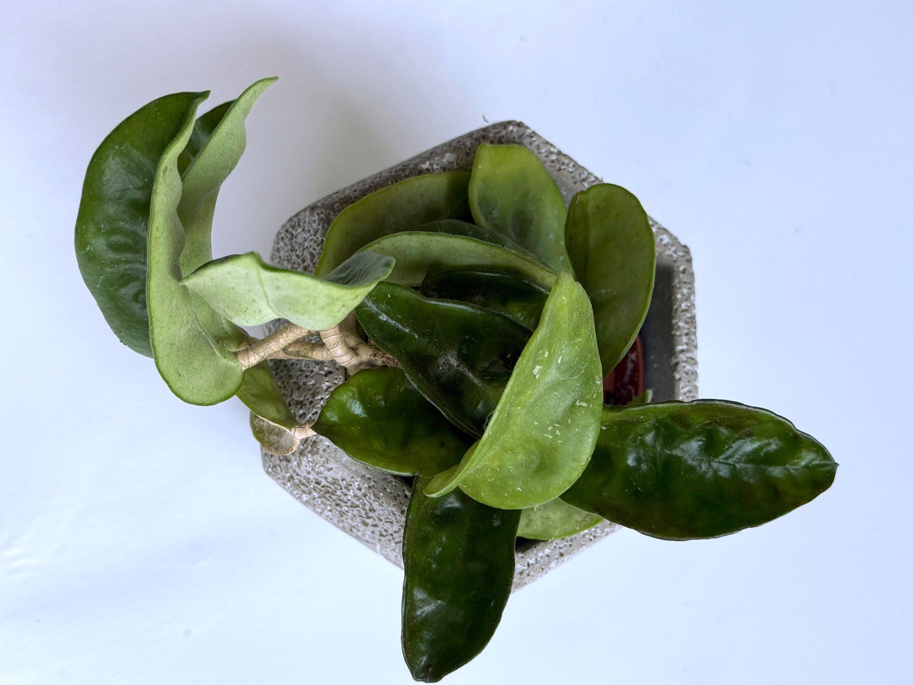 Plantes & graines: HOYA Krohniana 'Super Silver***** – Neuf (Voir description) à Dübendorf par Orchid18 1