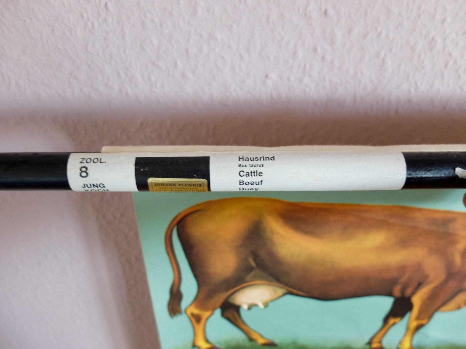 Posters & Illustrations: SCHULWANDBILDER - ZOOLOGIE - HAUSRIND – D'occasion à Goldach par Gaip 6