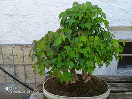Top-Bonsai Dreispitzahorn-Gruppe Wunderschön !