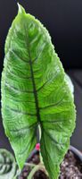 🤩Alocasia Olanii Rhizom 