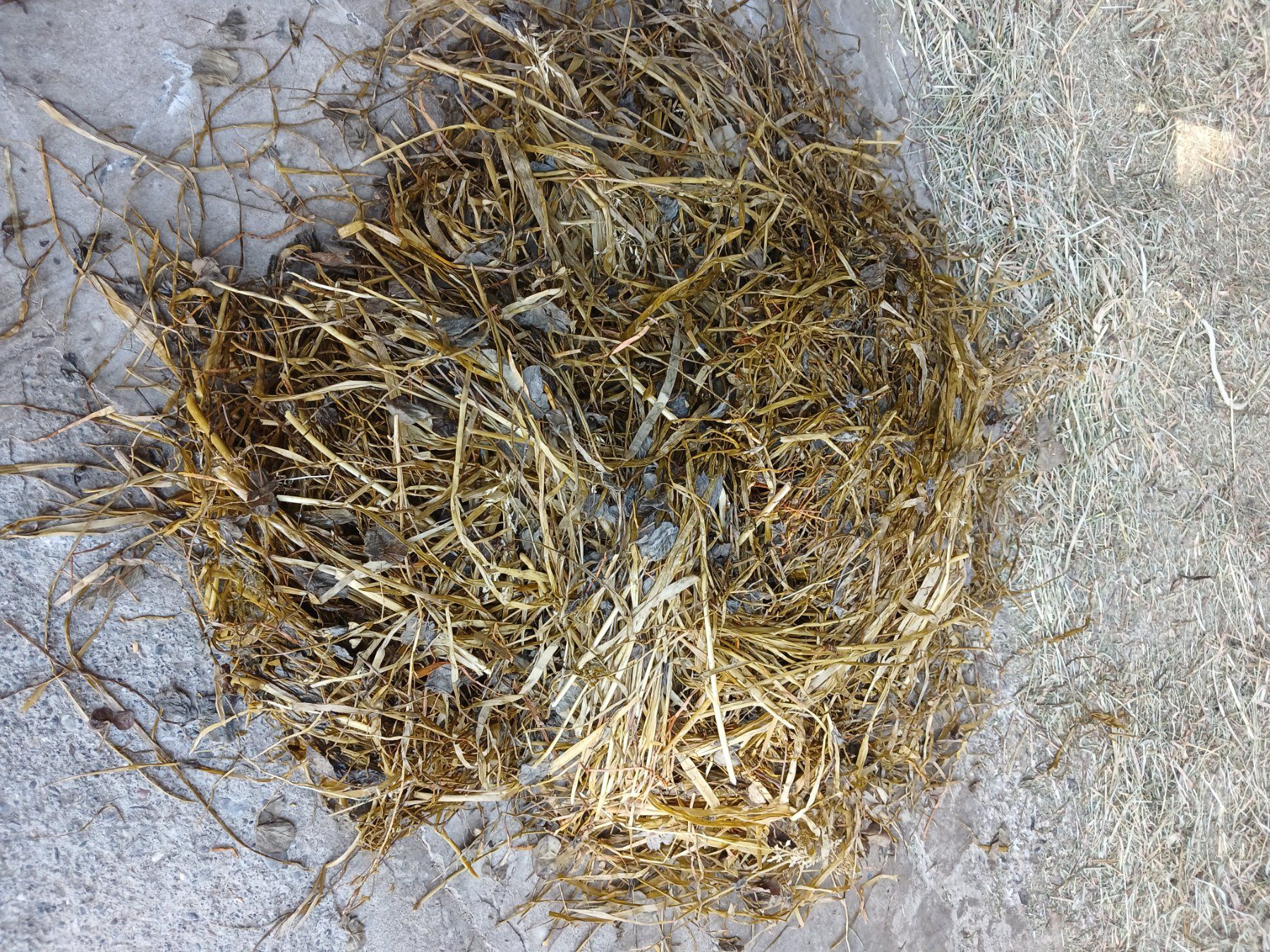 Mangimi: Gras Siloballenfür Pferde, Ziege , Schafe – Nuovo e nell'imballaggio originale da Mellingen venduto da Lambo850 2