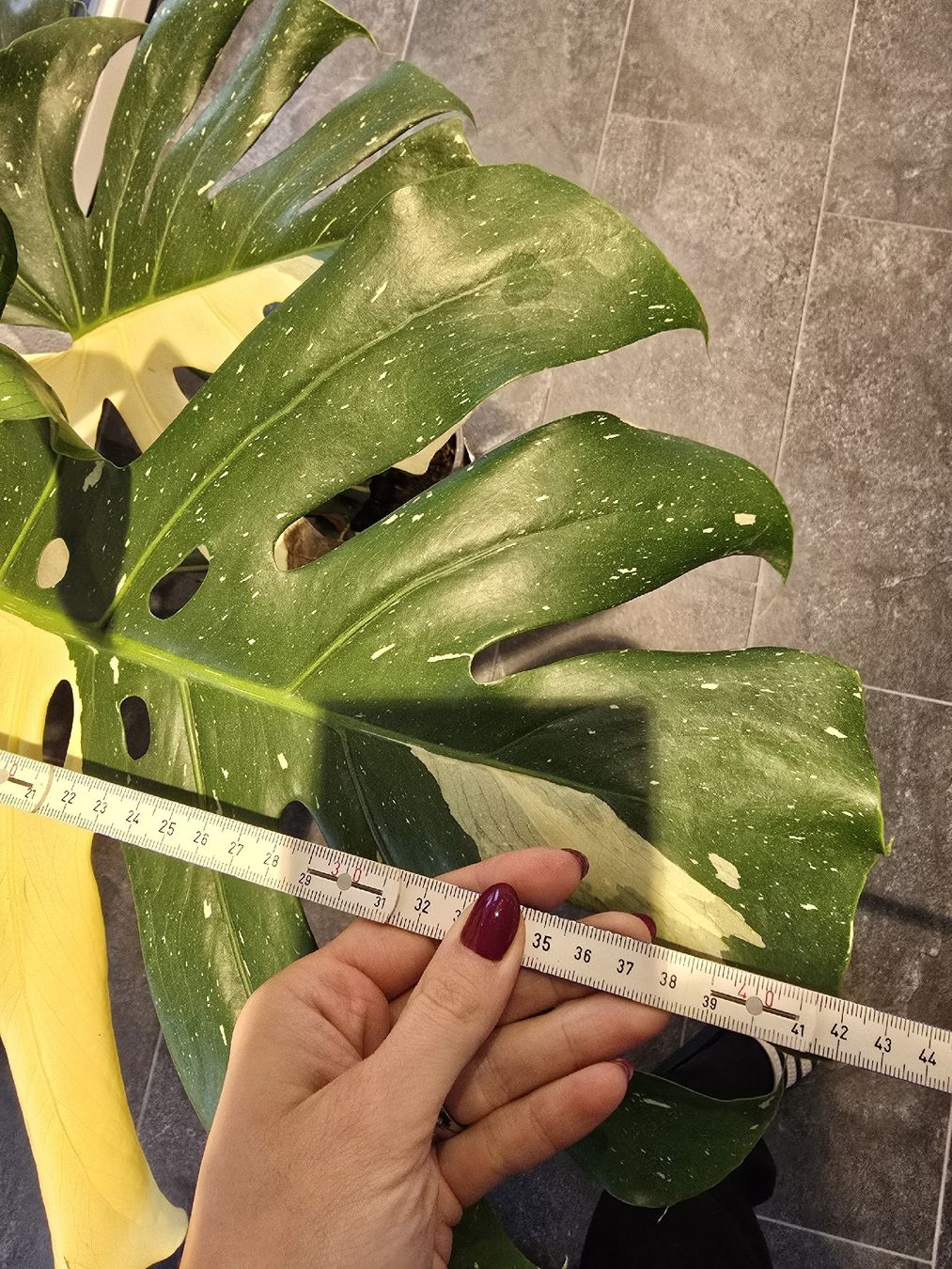 Pflanzen & Samen: Grosse Monstera Thai Zimmerpflanze – Gebraucht aus Balterswil von kth_pvl2 3