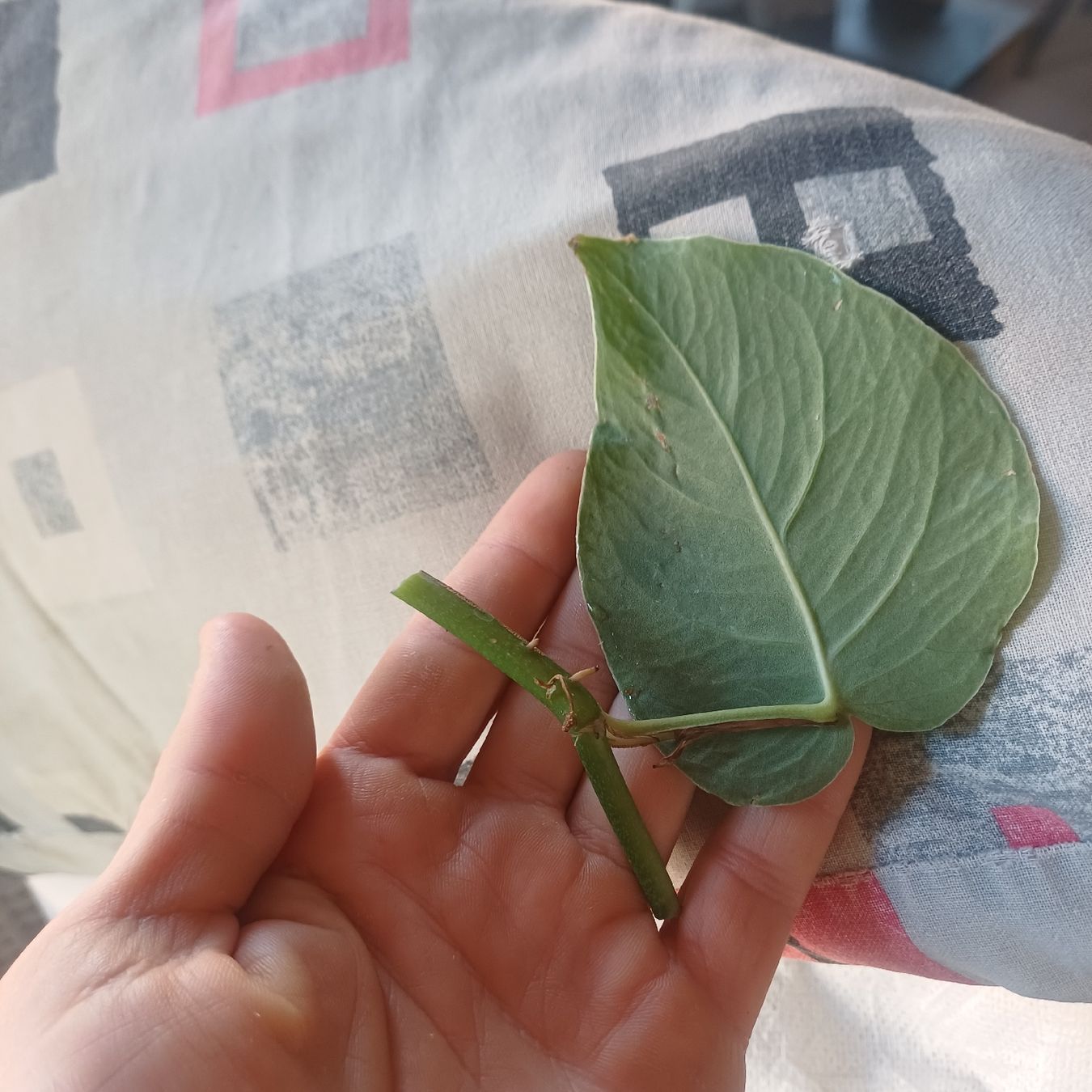 Plantes & graines: talea MONSTERA DUBIA – Neuf (Voir description) à Paradiso par ind_g2xf 1