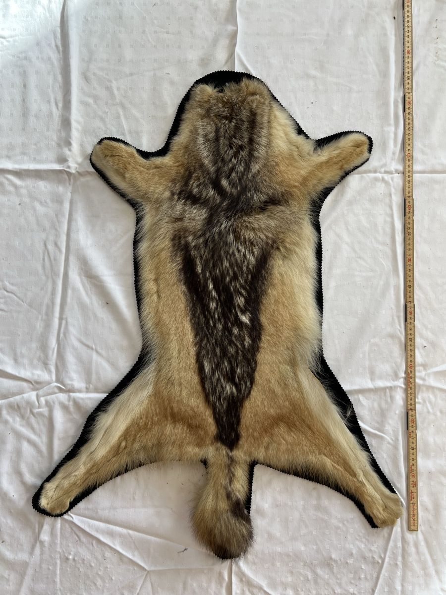 Il mondo degli animali: Goldschakalfell – Usato da Euthal venduto da ruckzuckrohrfrei