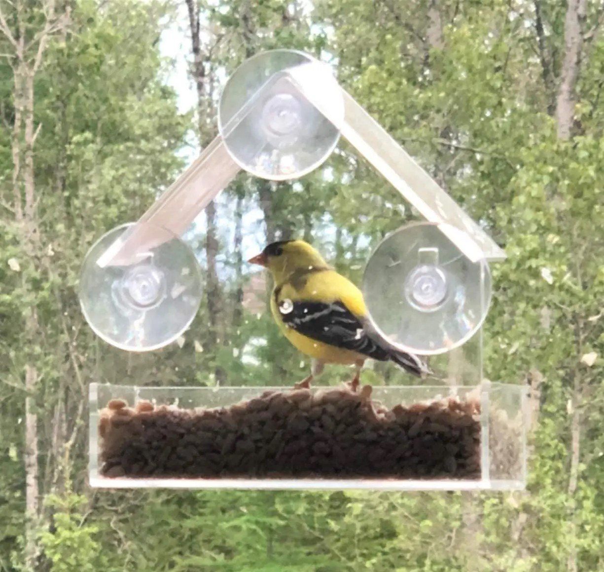 Vogelhäuser: Fenster Wild vogel Feeder – Neu und originalverpackt aus Uerkheim von Kaufoption 6