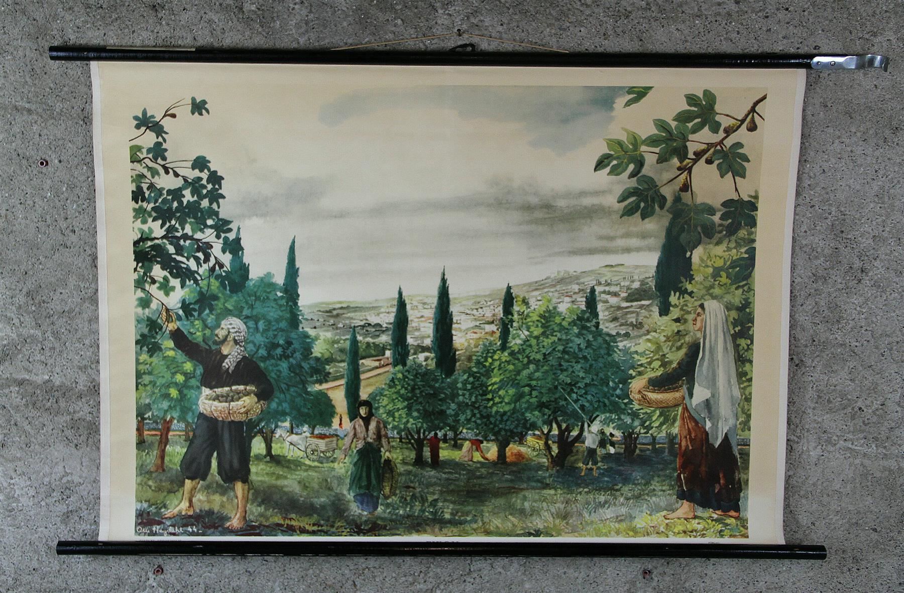 Posters & Illustrations: Schulwandbild "Feigenernte, Feigen" – D'occasion à Birrwil par brandschatz_birrwil 2