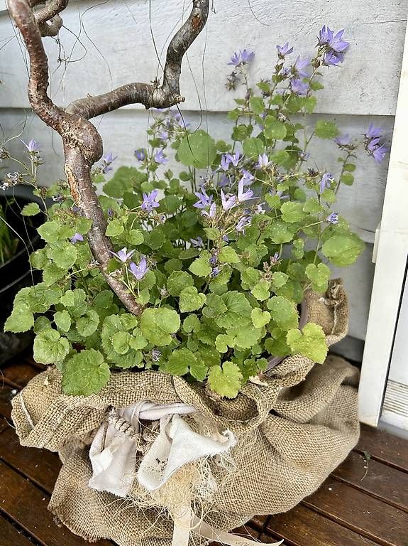 Tutte le decorazioni: Glockenblumen mit Deko  – Usato da Frauenfeld venduto da Irene.Schuppli 3
