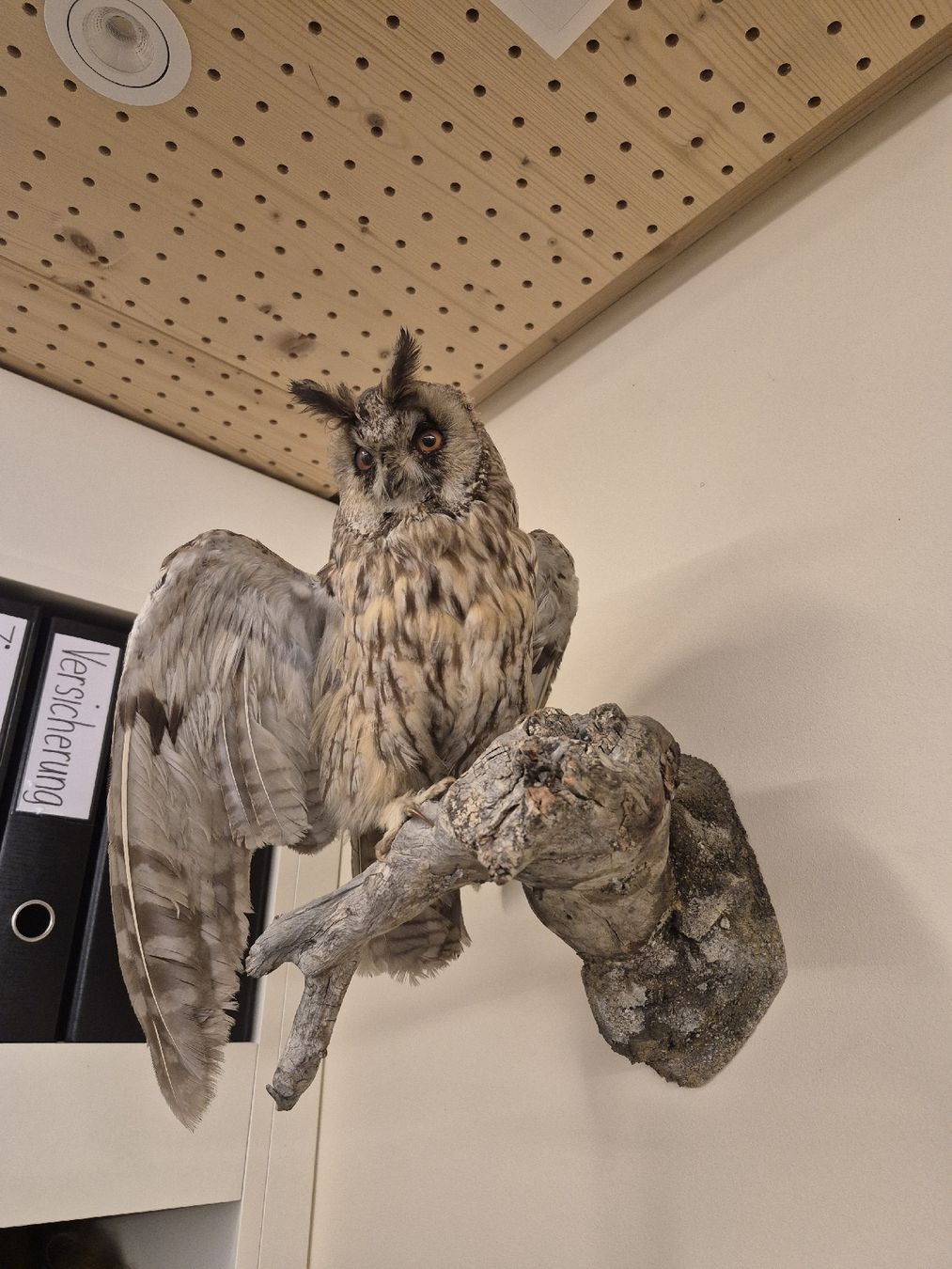 Welt der Tiere: Waldohreule – Gebraucht aus Flums von TheNorthMan 1