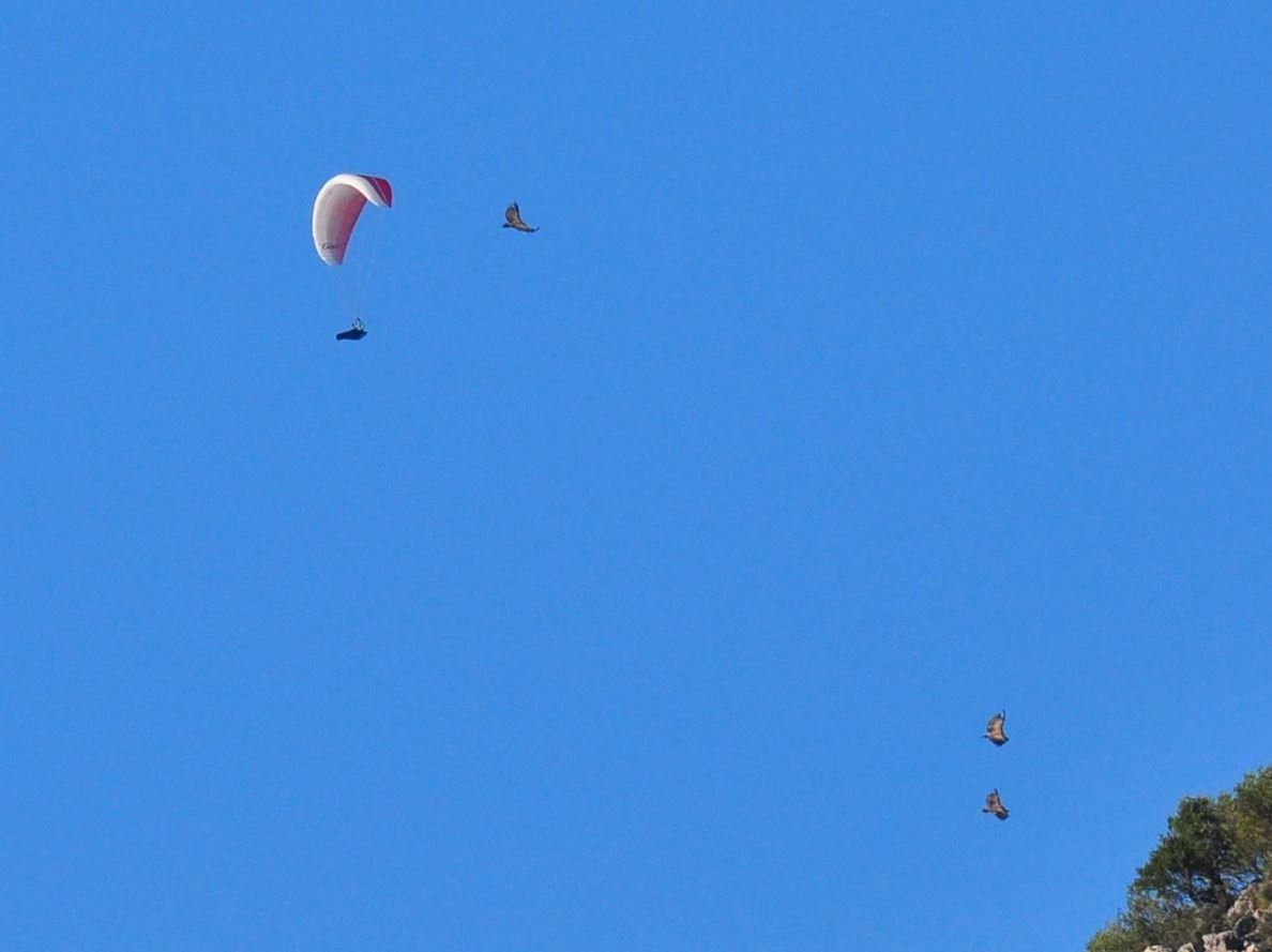 Ozone Flug- & Drachensport: Gleitschirm Ozone Geo 3 Grösse ML – Gebraucht aus Diepoldsau von Hanswuergler 5