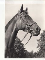 Pferd Porträt, ca. 1970