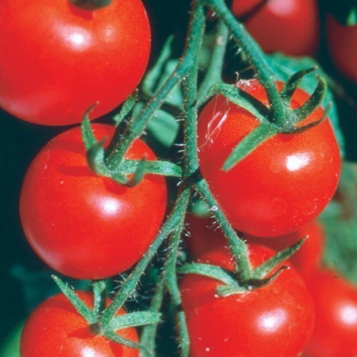 Piante & sementi: 50 Samen GARDENERS DELIGHT Kirschtomate – Nuovo (secondo la descrizione) da Ehrendingen venduto da VerveinaSamen 3