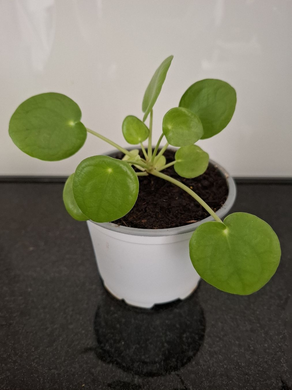 Plantes & graines: Pilea Peperomioides Pflanze – Neuf (Voir description) à Rotkreuz par PrelovedPicks