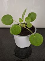 Pilea Peperomioides Pflanze