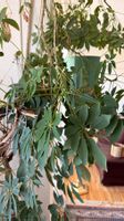 Grosse Schefflera Zimmerpflanze gebraucht im Topf