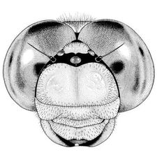 Profile image of schnellelibelle