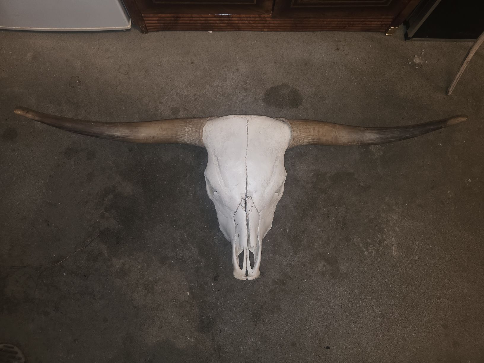 Altre raccolte & rarità: Hochlandrind Schädel – Usato da Hasle LU venduto da Auctions_Hunters