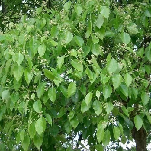 Piante & sementi: Arbre à camphre 5g – Nuovo (secondo la descrizione) da Bremblens venduto da FIBONACCI369 2