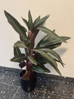 Zimmerpflanze Calathea