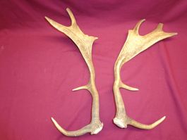 Hirsch, Geweih, Trophäe, Horn, Dekoration Abwurfstangen Hund