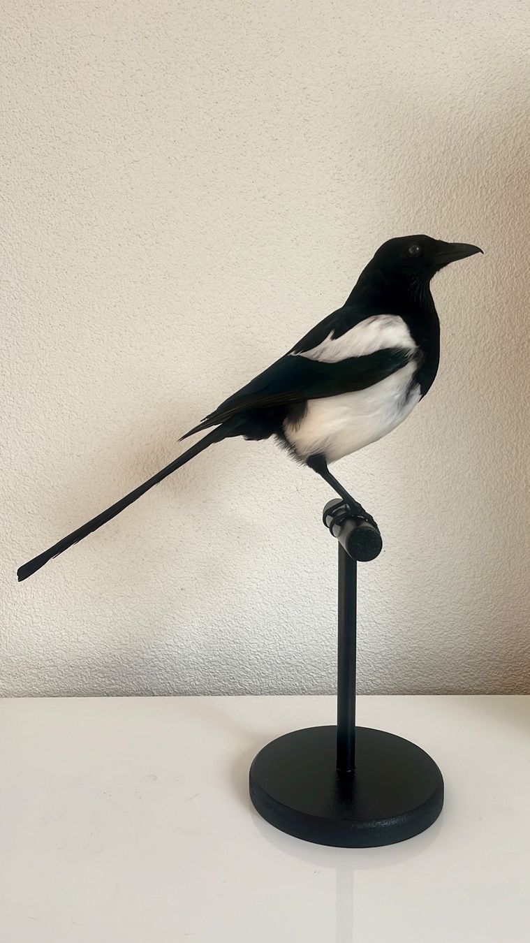 Sculture & Statue: Ester ausgestopft NEU – Nuovo e nell'imballaggio originale da Zürich venduto da unique2010