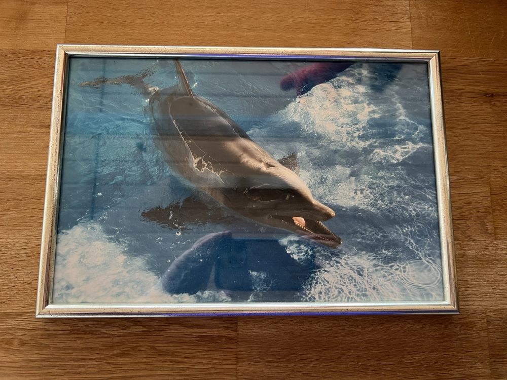 Posters & Illustrations: Delfin Fotografie mit Bilderrahmen – D'occasion à Münchwilen AG par Carmenmelanie