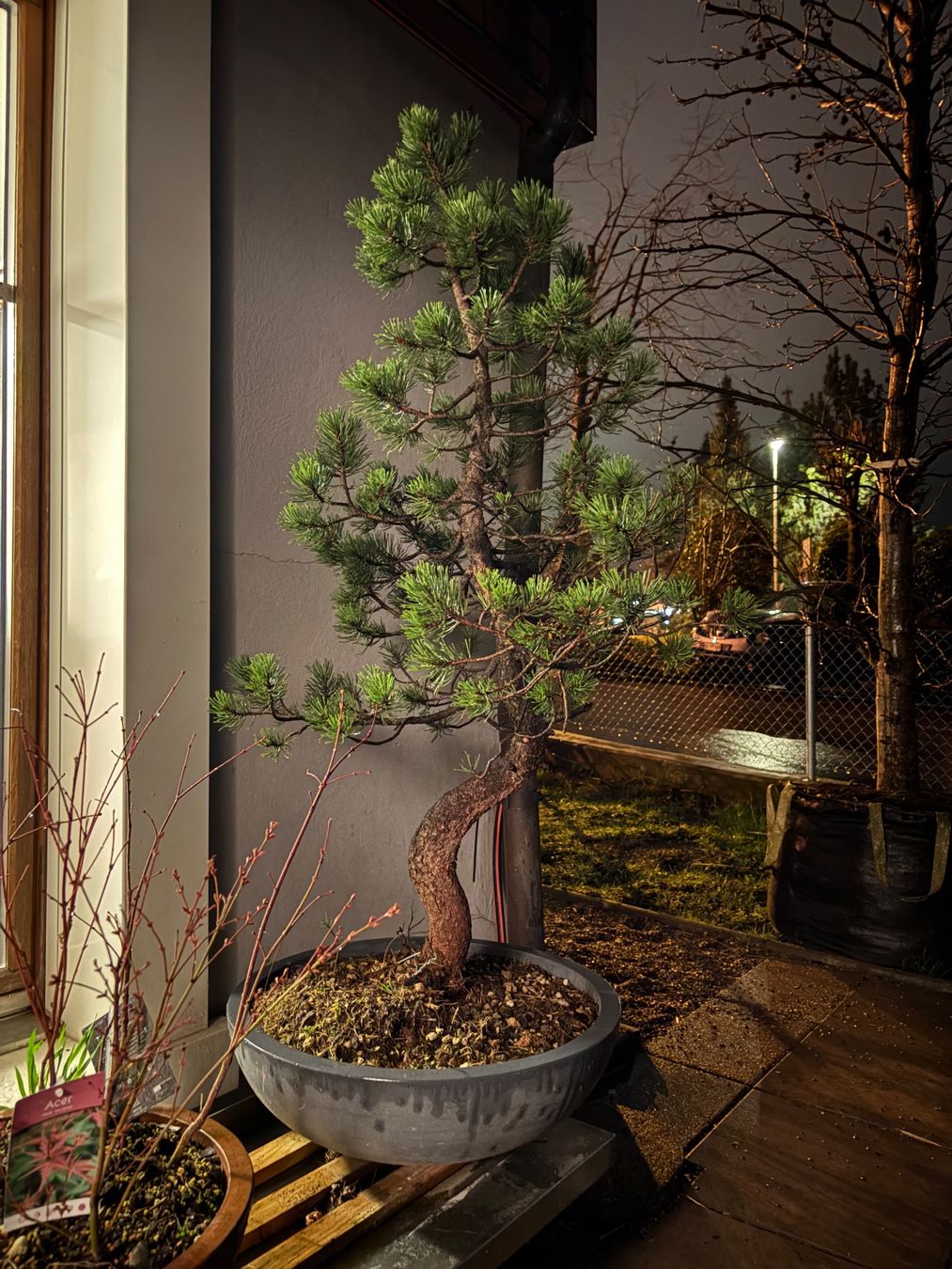 Bonsai Kiefer Pinus Ab 1.- ! gesund und krftig (Gebraucht) in Gossau SG  fr CHF 265  nur Abholung auf Ricardo kaufen