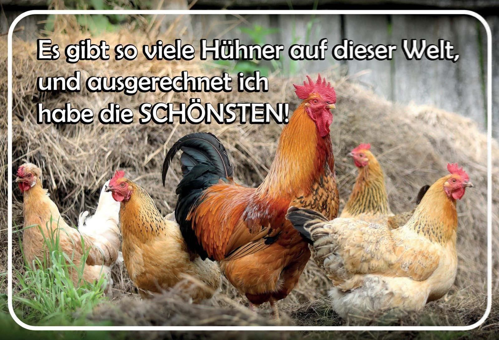 Insegne: Blechschild-HÜHNER-ES GIBT SO VIELE AUF – Nuovo e nell'imballaggio originale da Rupperswil venduto da big-one-sale
