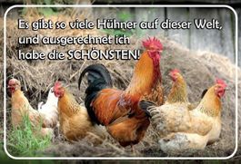 Blechschild-HÜHNER-ES GIBT SO VIELE AUF