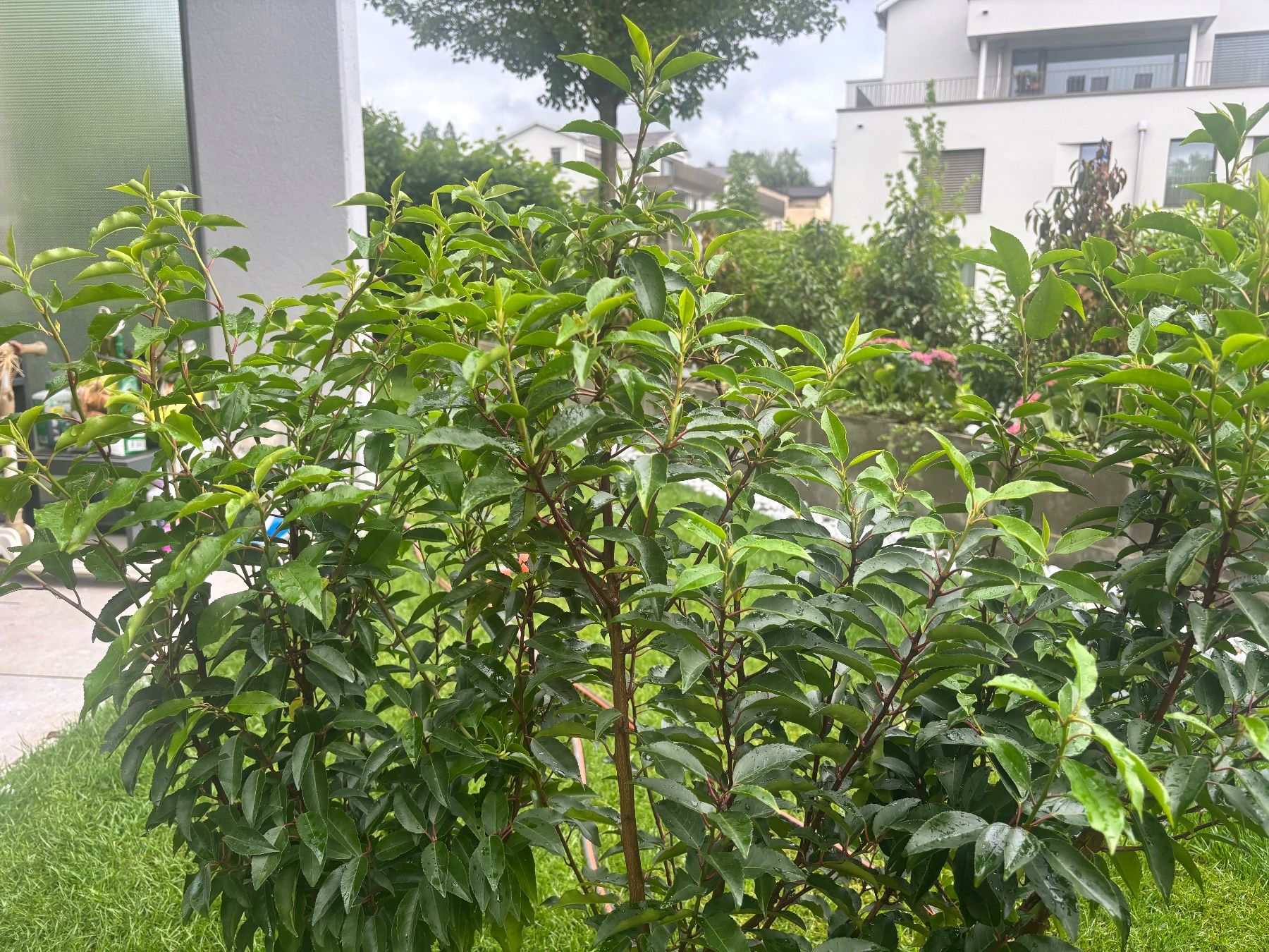 Piante & sementi: Eine Stücke Hecke Pflanze – Nuovo e nell'imballaggio originale da Baar venduto da sop_ysk8 1