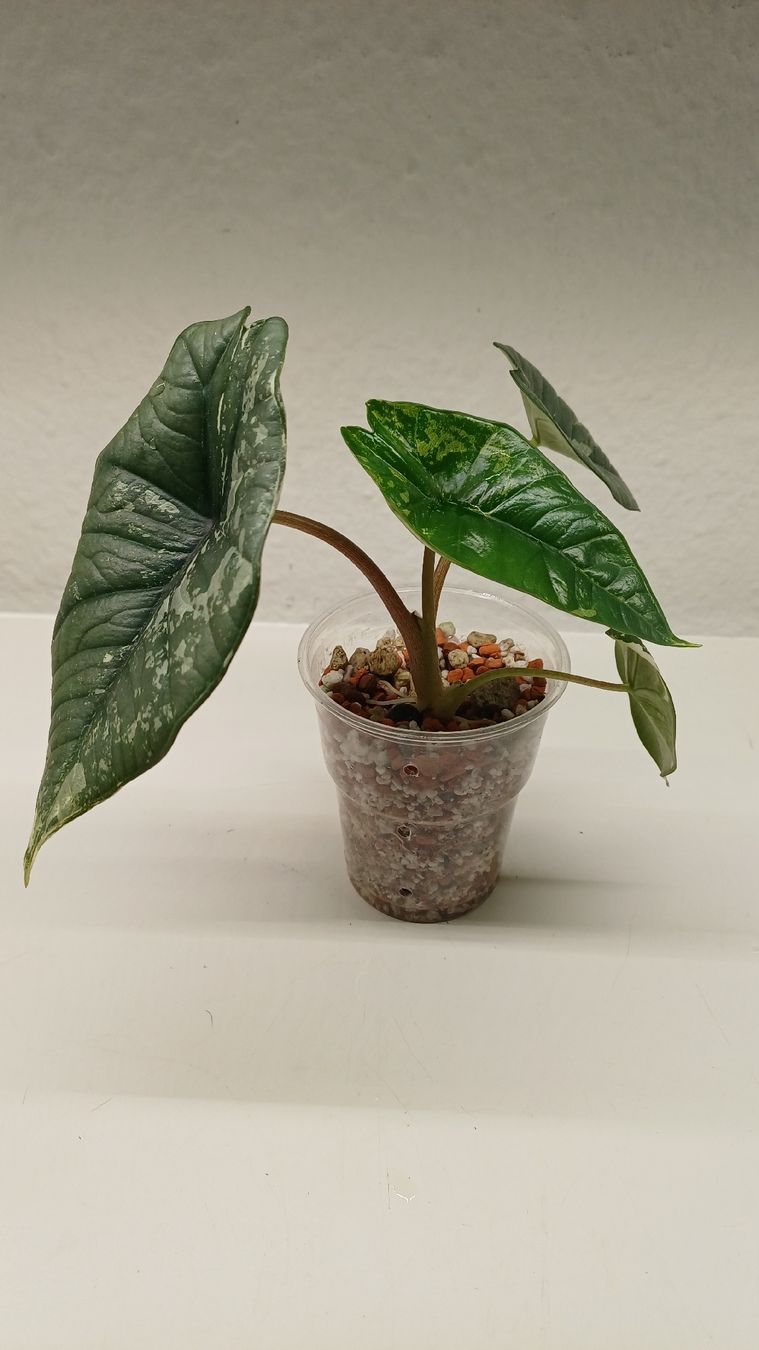 Piante & sementi: Alocasia Platinum albo variegata – Usato da Bern venduto da uwi_8t7x