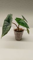 Alocasia Platinum albo variegata