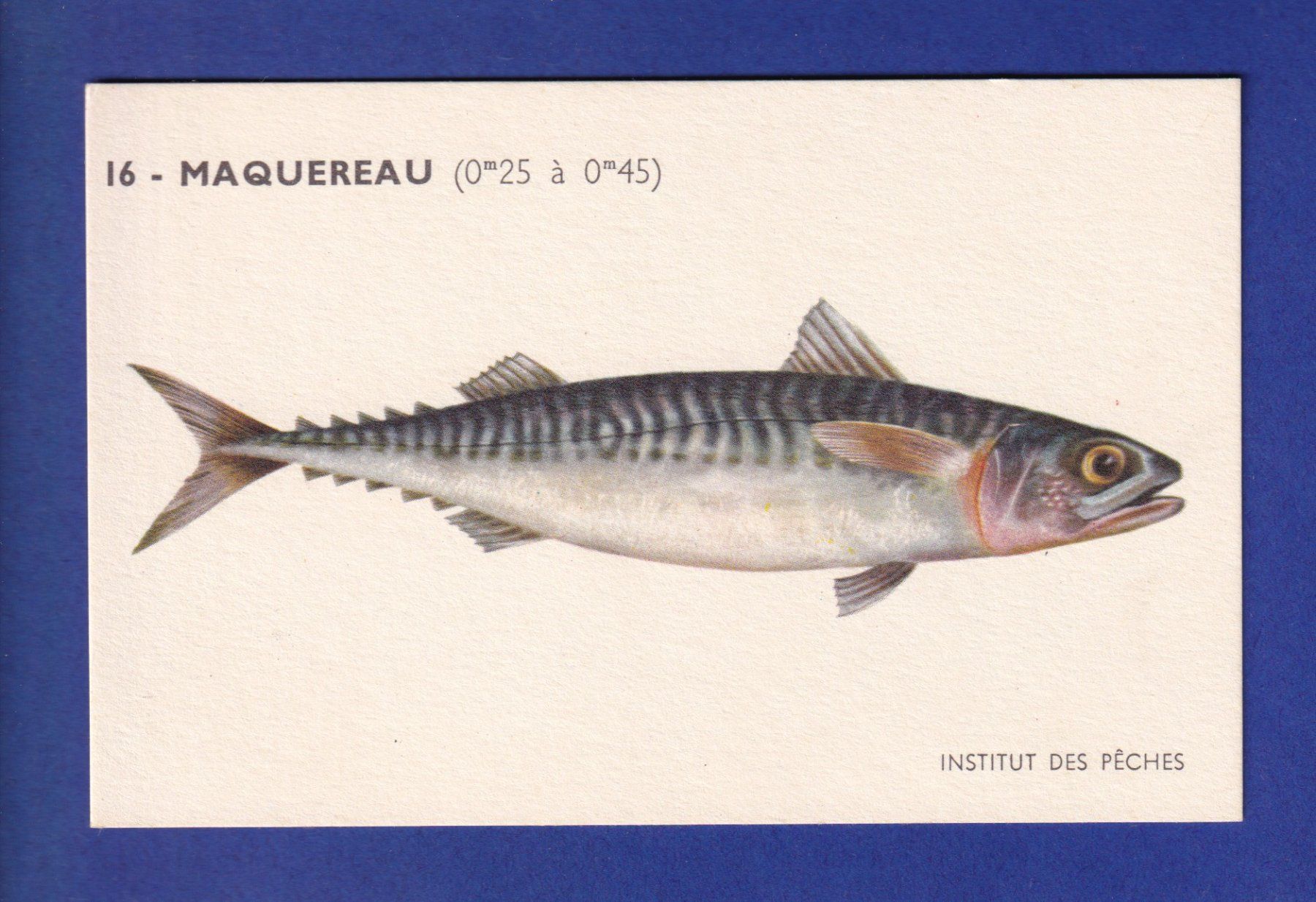 Cartoline postali: Poisson - MAQUEREAU – Usato da Pully venduto da nicecards-shop