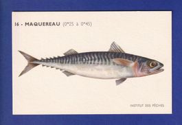 Poisson - MAQUEREAU