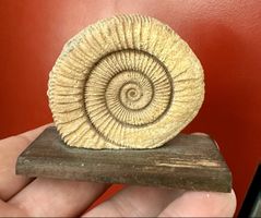 Einzigartiges Ammoniten Fossil Dactylioceras✨Unikat!