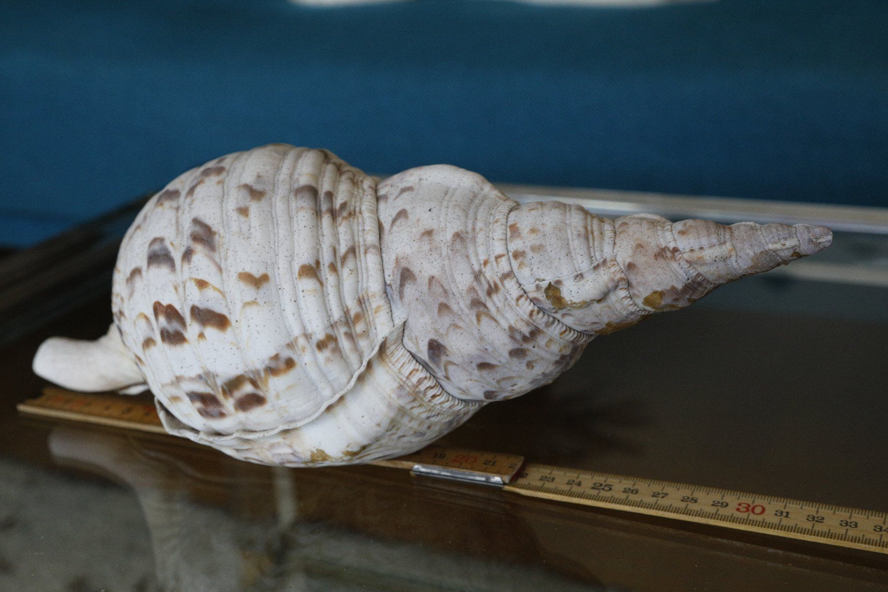 Tutte le decorazioni: Tritonshorn 33 cm – Usato da Zürich venduto da evolve1