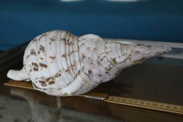 Tritonshorn 33 cm
