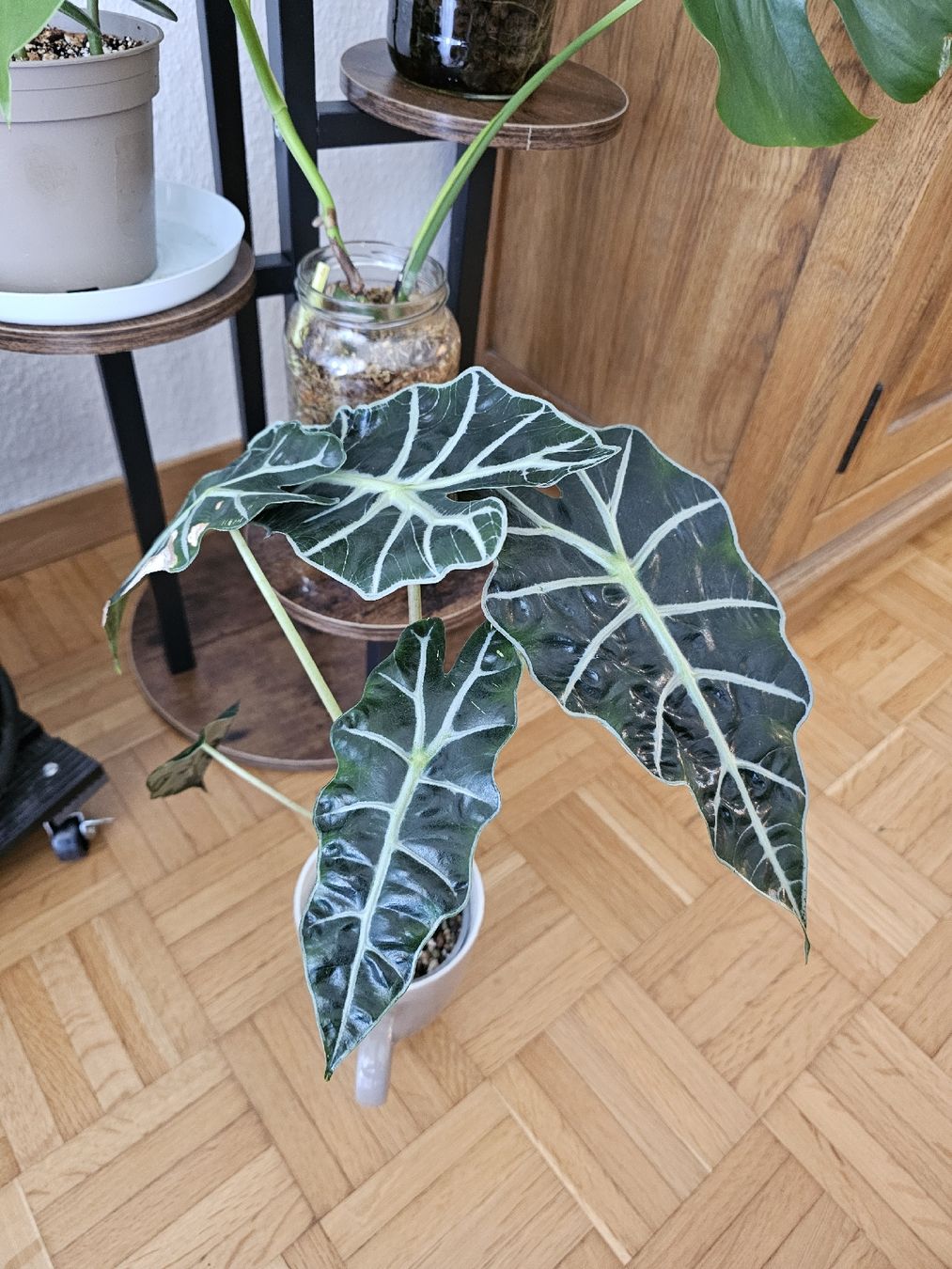 Piante & sementi: Alocasia Amazonica  – Nuovo (secondo la descrizione) da Utzenstorf venduto da Dac_mk