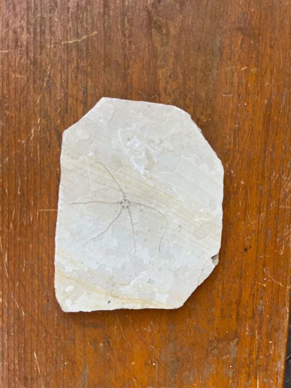 Fossili: Fossilien-Set – Usato da Münchenstein venduto da sil_h6c9