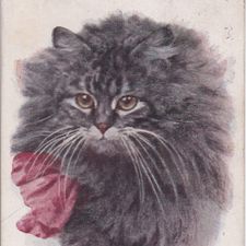 Profile image of Kikou
