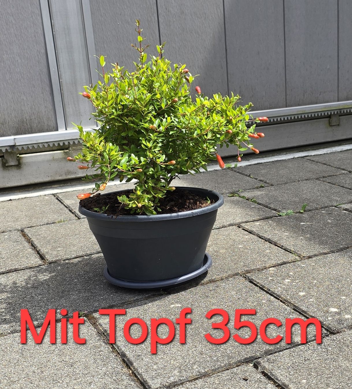 Piante & sementi: Blühende Granatapfel Bonsai Stil – Nuovo (secondo la descrizione) da Aarburg venduto da popkorn65