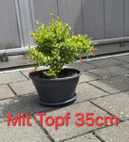 Blühende Granatapfel Bonsai Stil